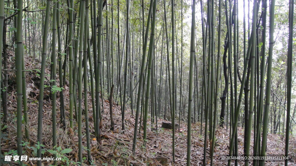 茂密竹林中的静谧景象
