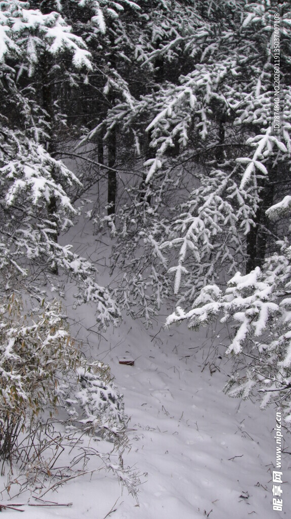 雪覆林间景