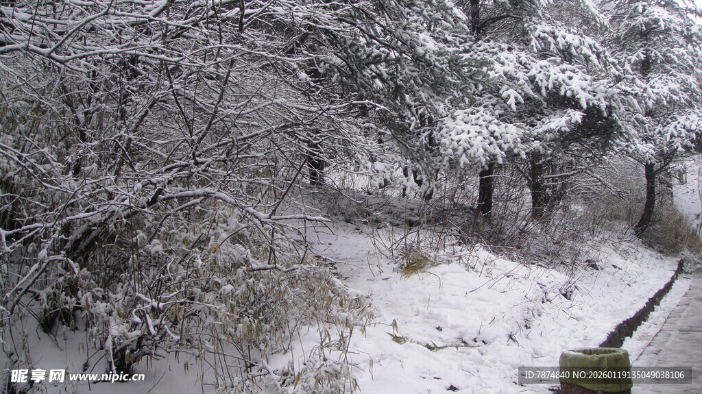 雪覆树林景象