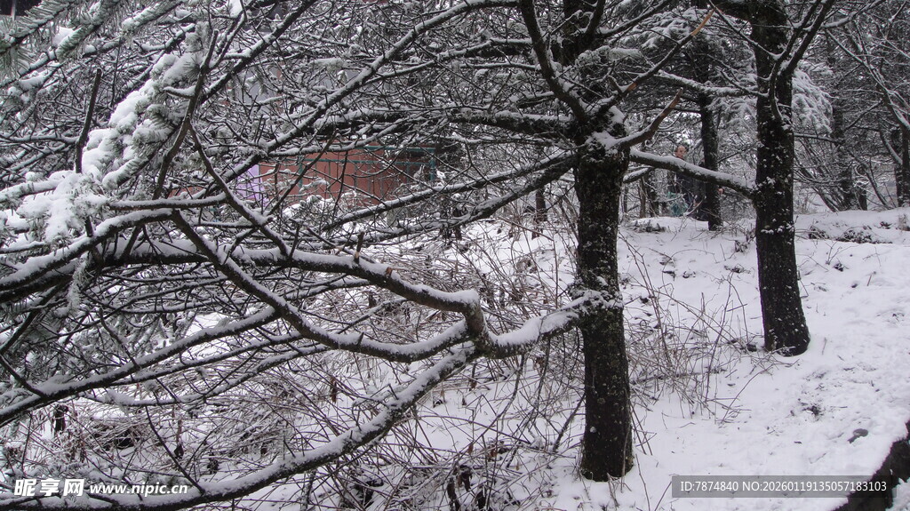 冬日雪景中的树木
