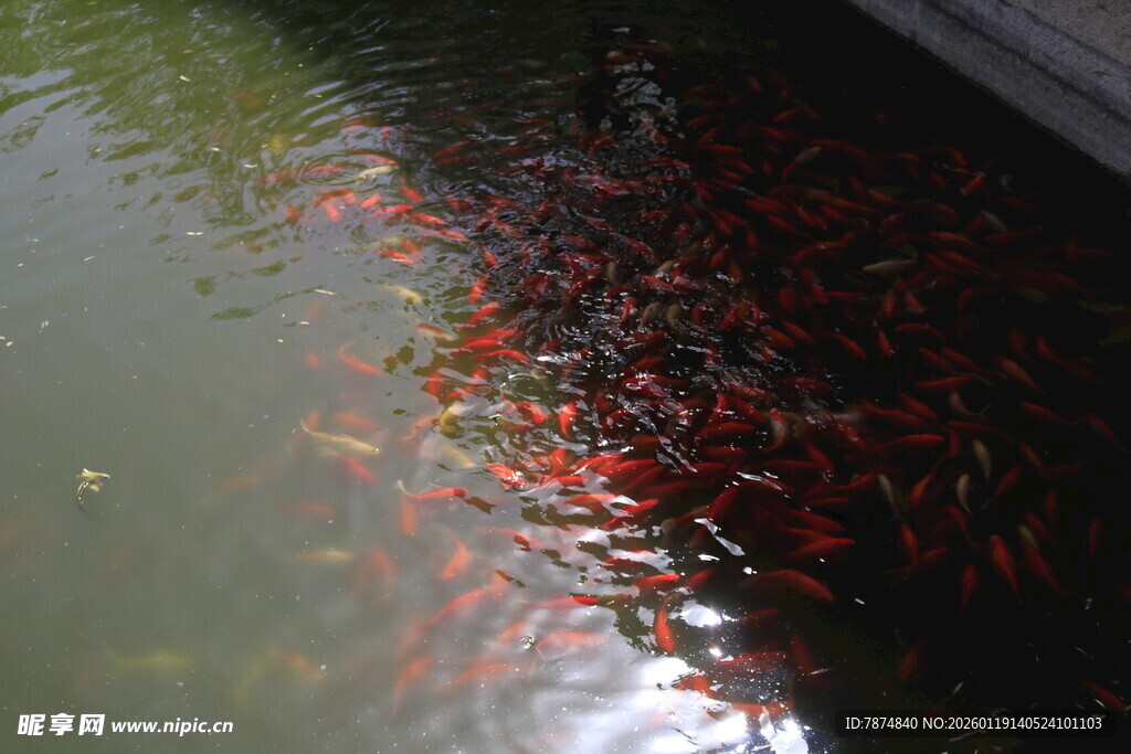 池塘中游动的成群红金鱼