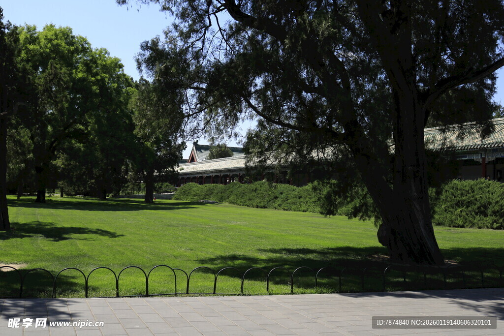 公园绿荫草地风景