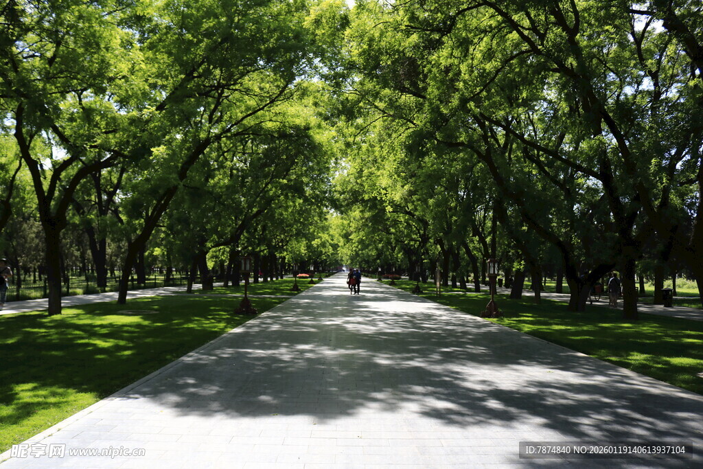 林荫小道 漫步于绿意之间