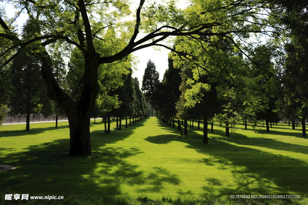 阳光照耀下的绿意林荫道