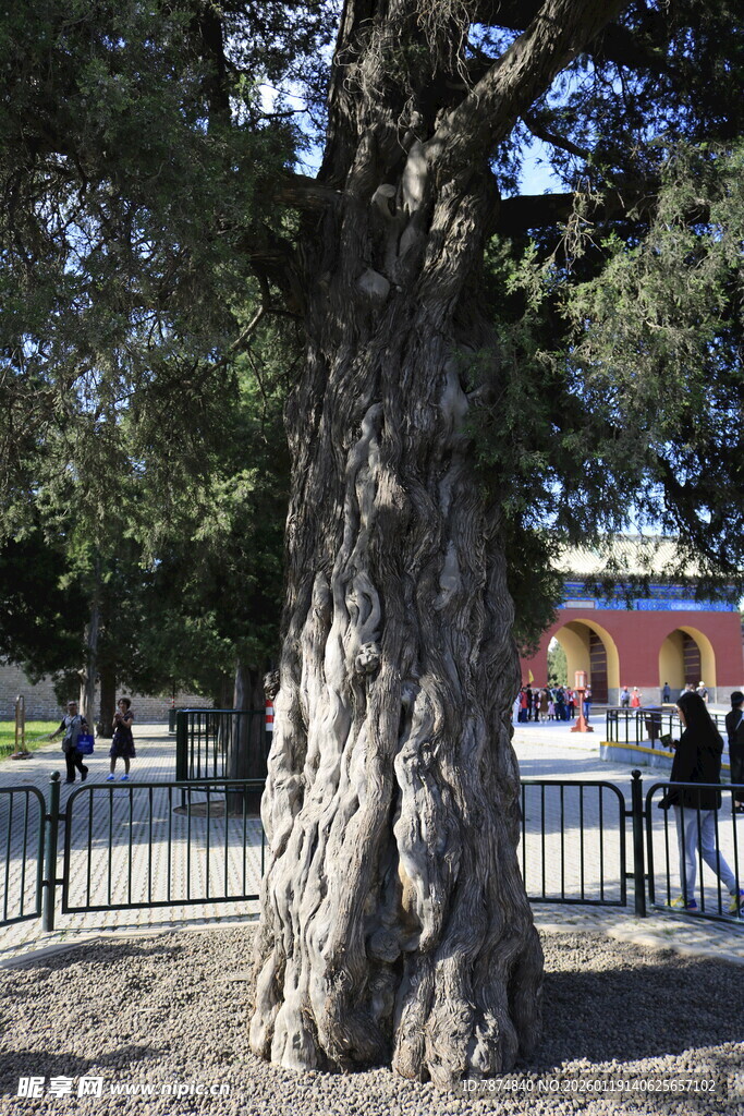 古老大树屹立于户外