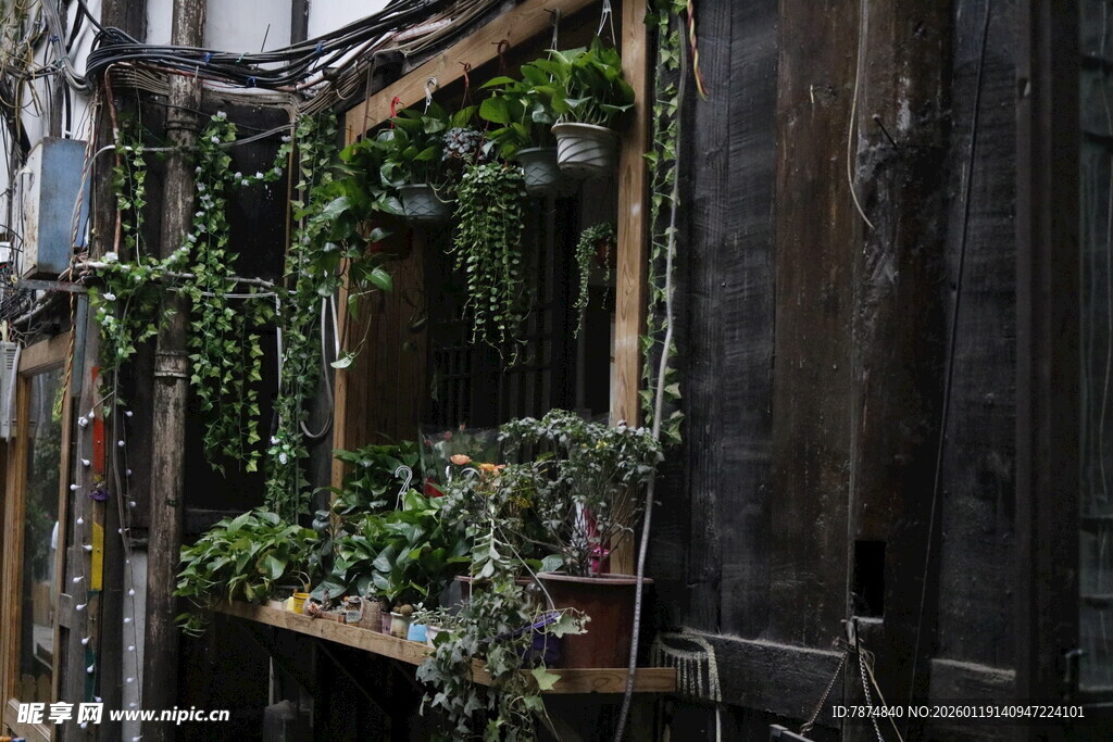 老旧建筑中的绿植角落