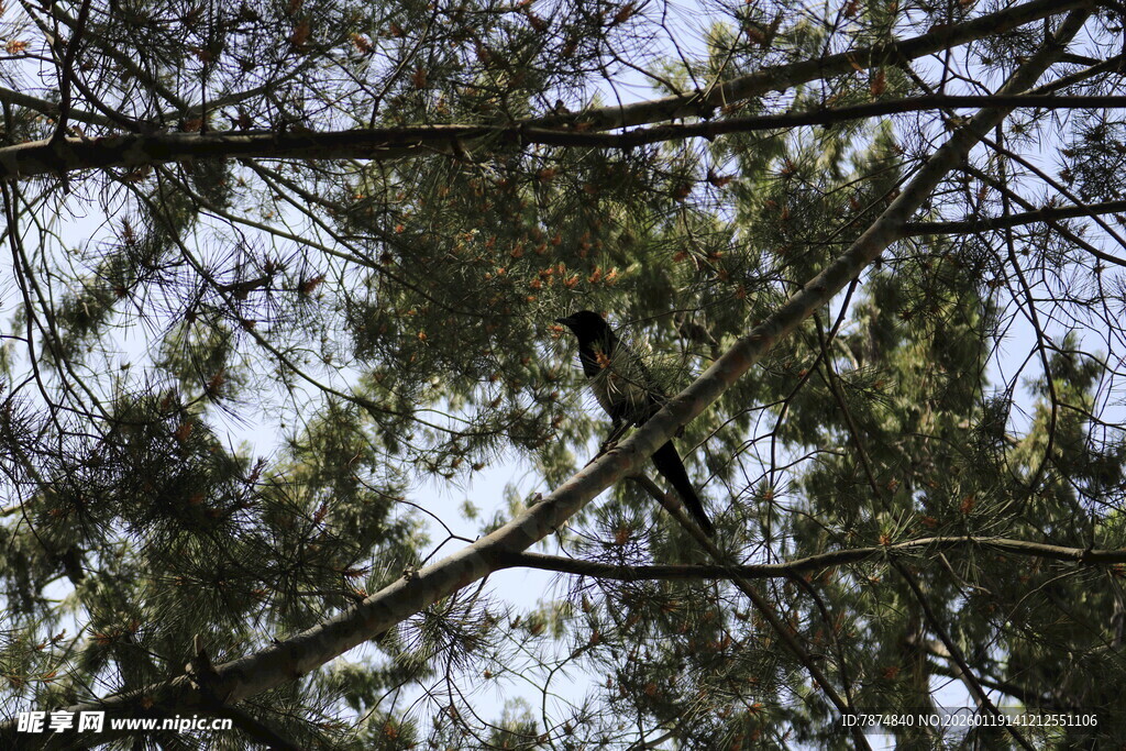 树枝间的天空景象