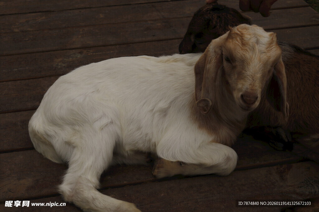 躺卧在木台上的可爱山羊