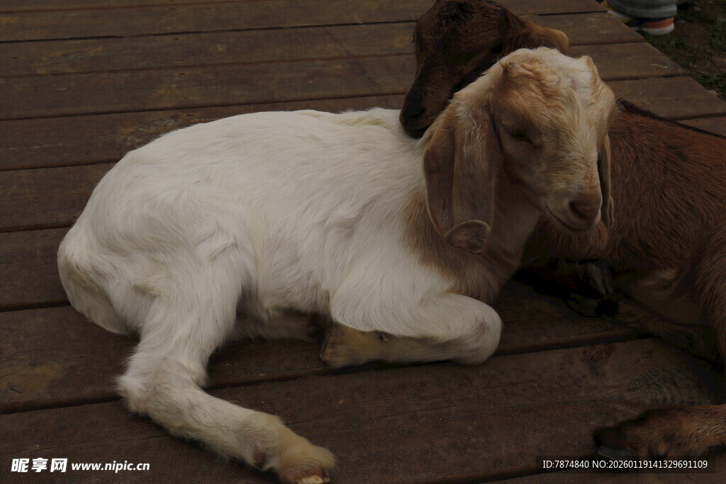 两只小羊惬意躺木板上
