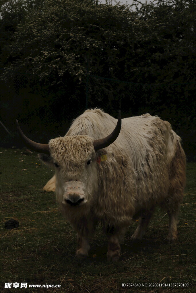 草原上的长毛牦牛