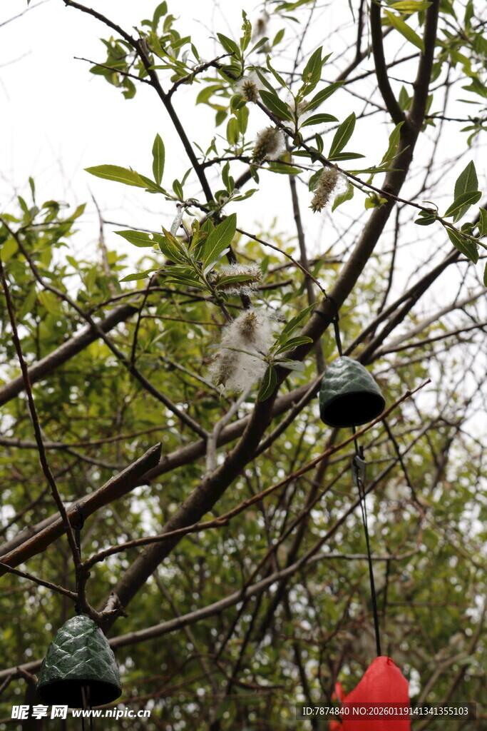 树上悬挂的鸟窝与绿植