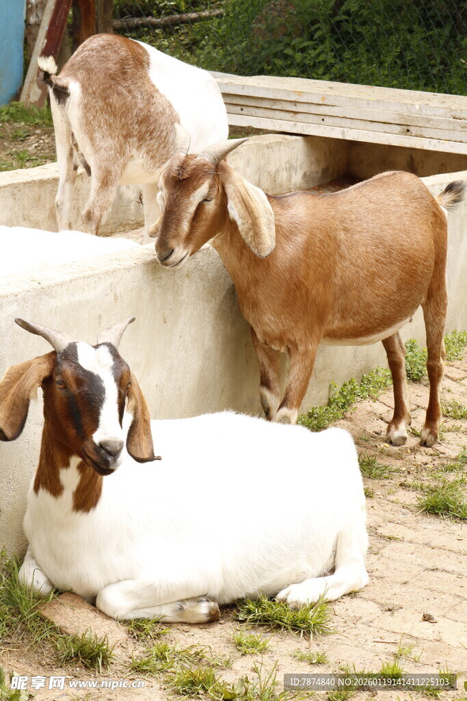 户外休憩的几只山羊