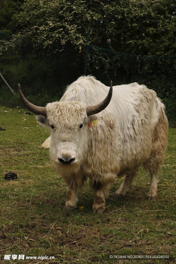 草原上的长毛牦牛