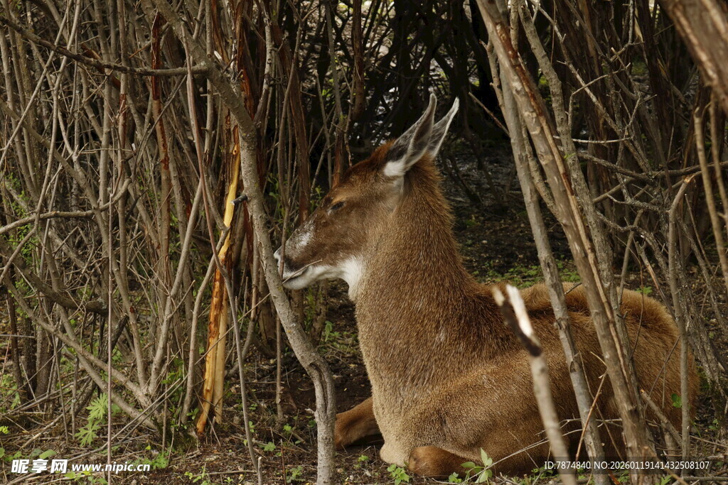 林间休憩的鹿