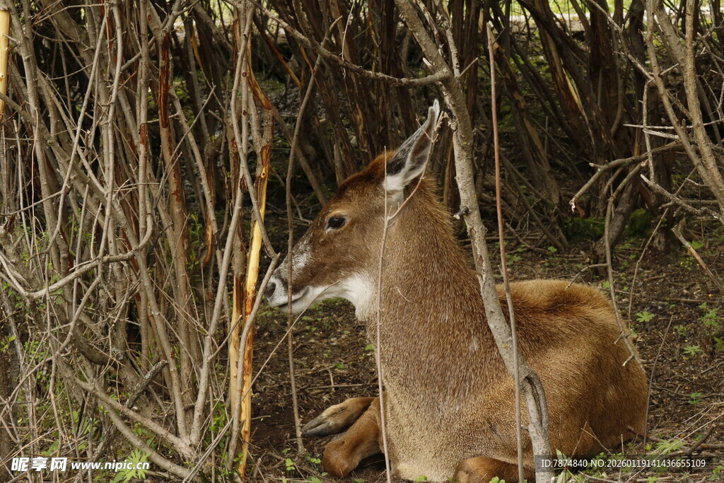 林中休憩的小鹿