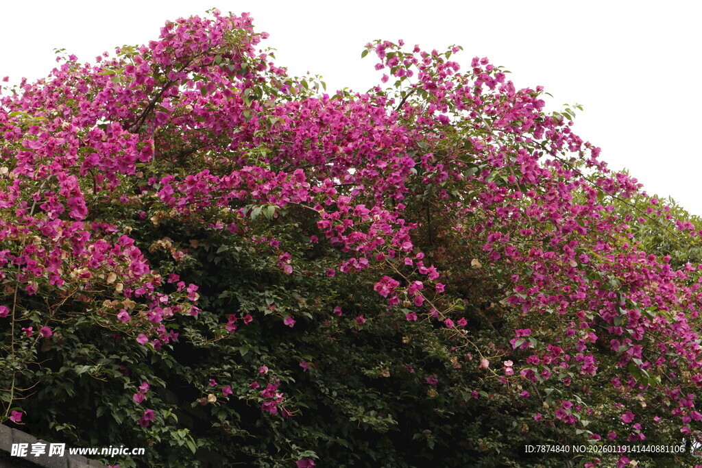 盛开的艳丽三角梅景观