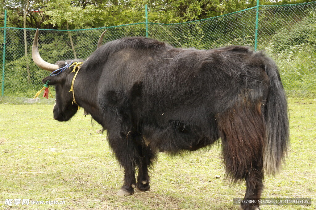草原上的黑色牦牛