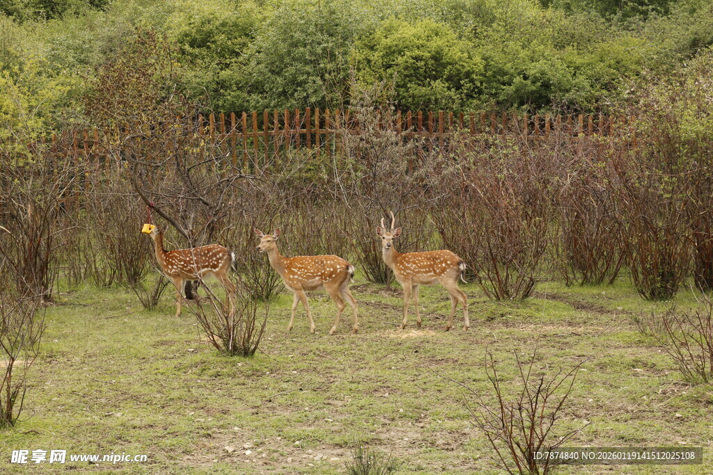 草地上的几只小鹿