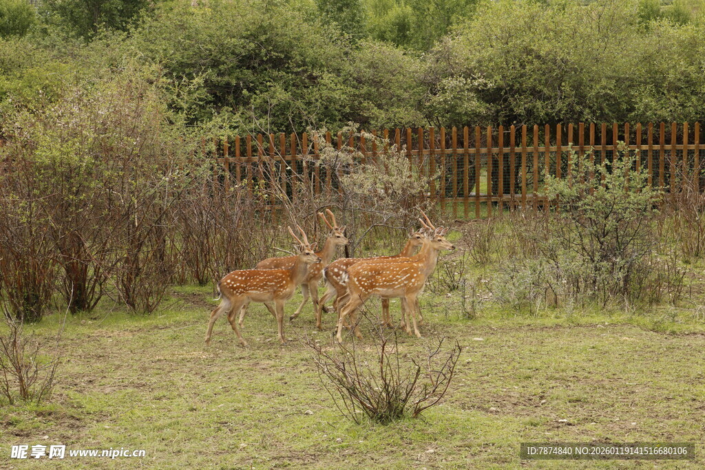 草原上的两只小鹿
