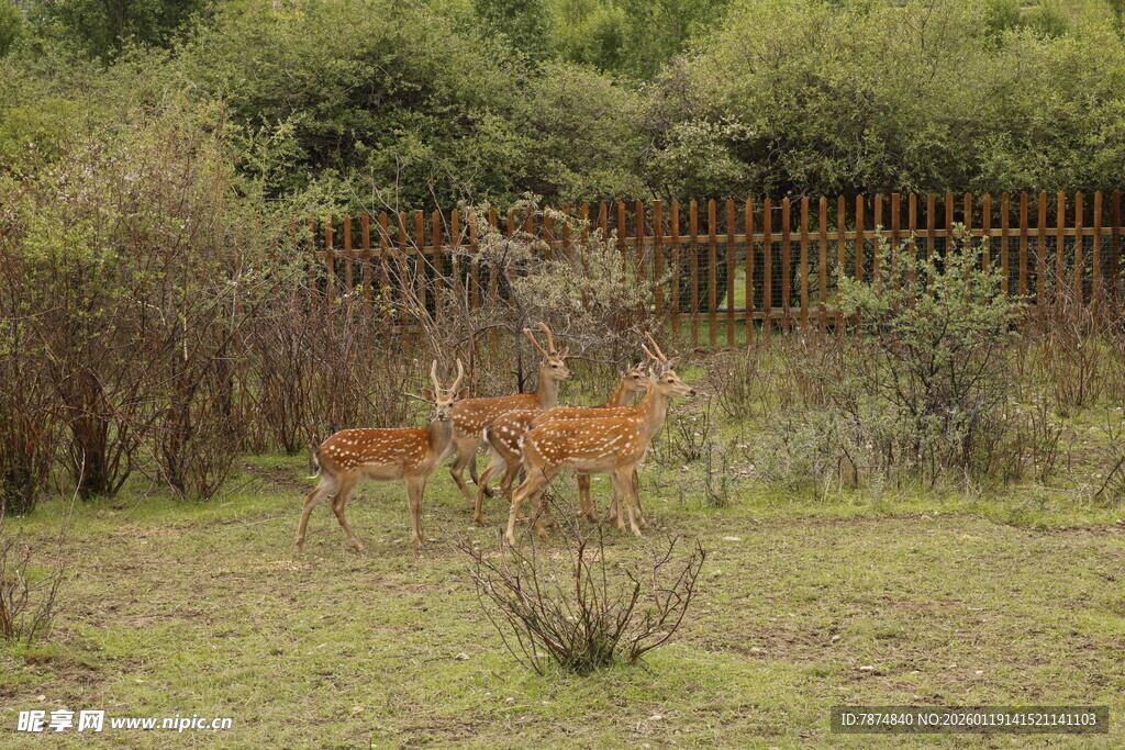 草地上的两只小鹿