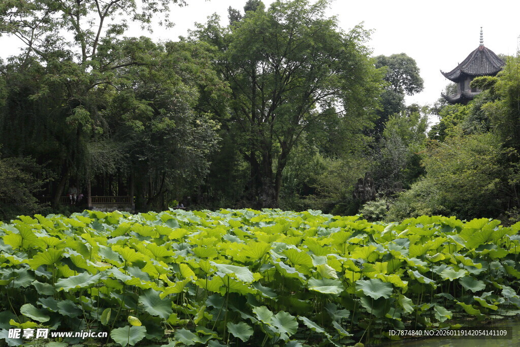 荷塘古景 绿意盎然