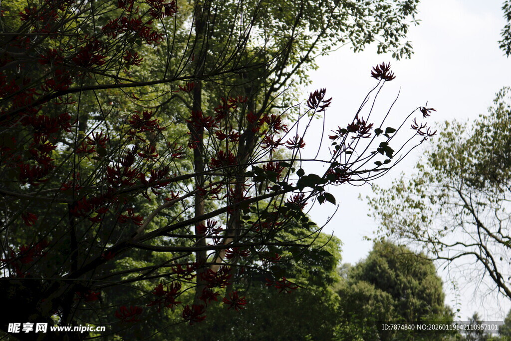 繁茂树林中的绿植景观