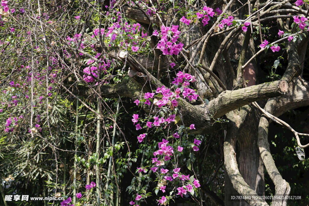 繁花满枝的老树
