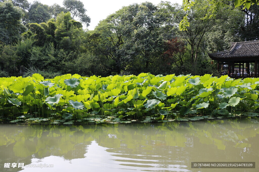 荷塘水乡景色