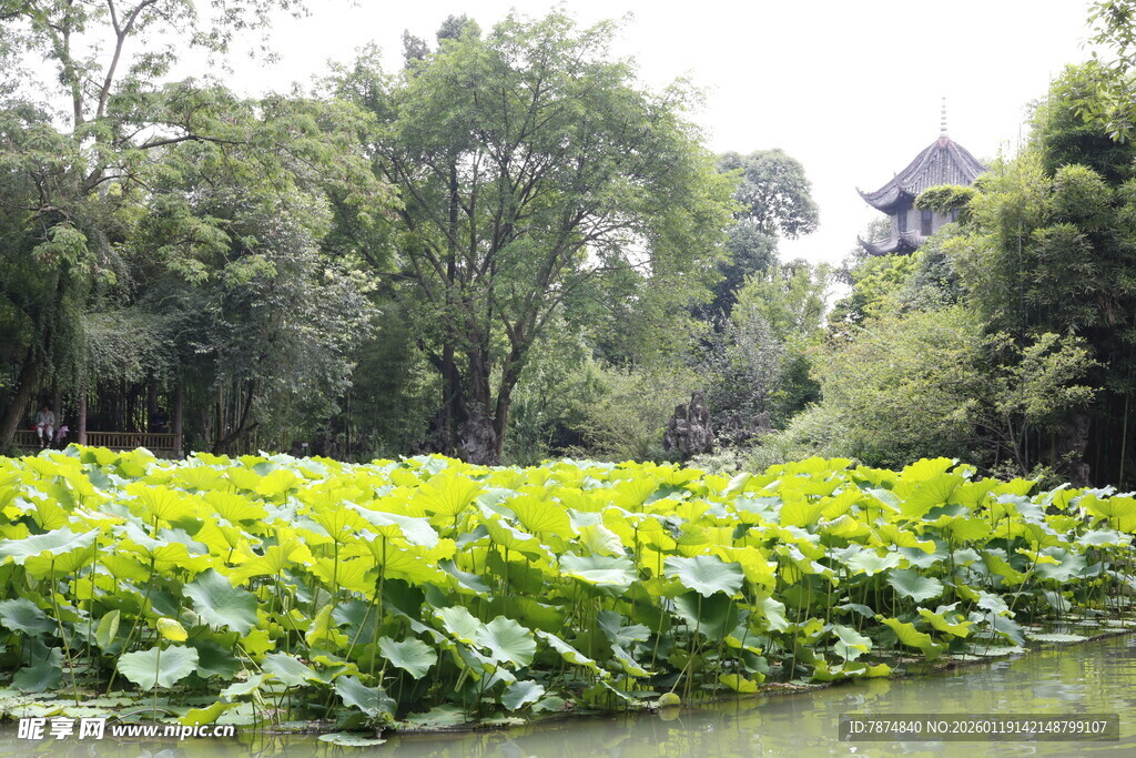荷塘绿意浓 远处有亭阁