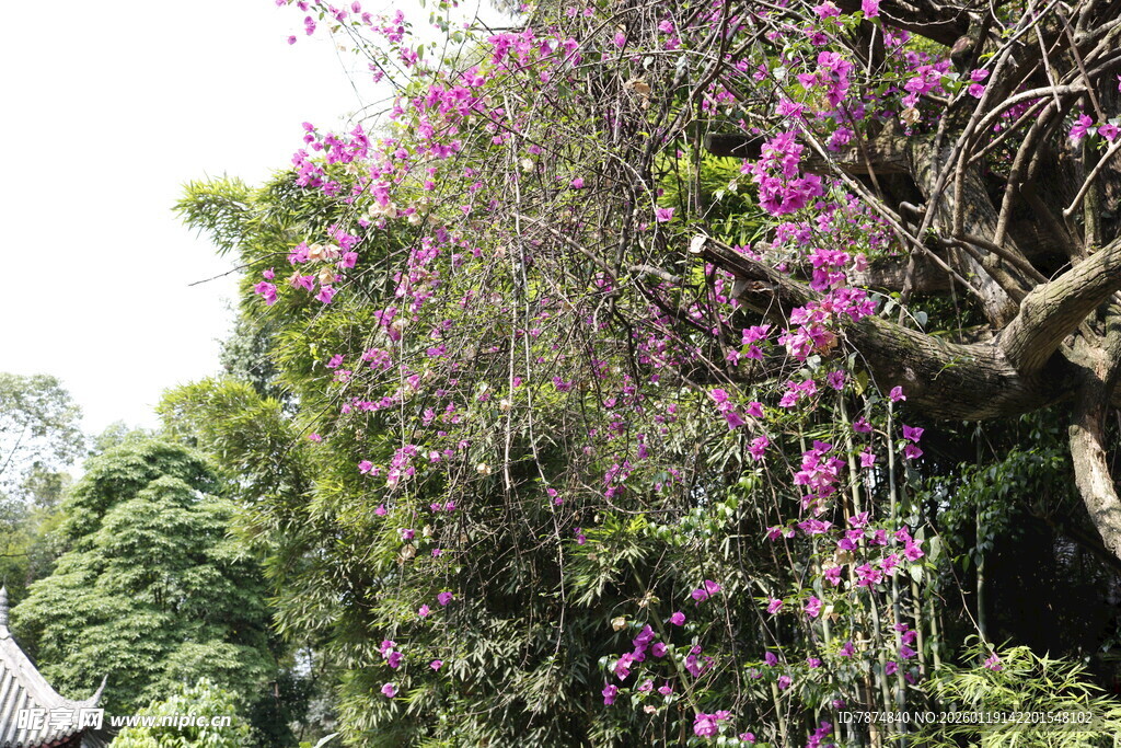 繁花满枝的紫色藤蔓植物