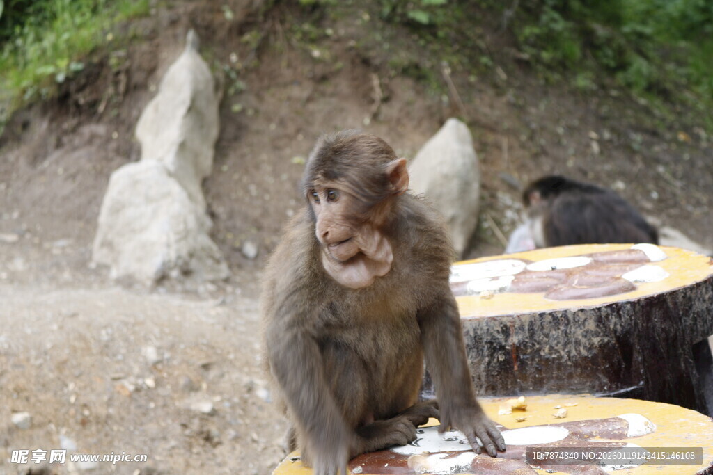 路边猴子坐在桌旁