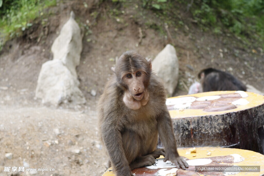 猴子坐在桌旁好奇张望