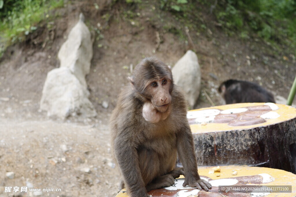 猴子坐在户外享用食物