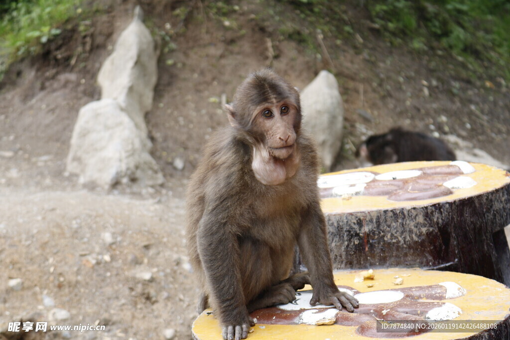 猴子坐在桌旁进食