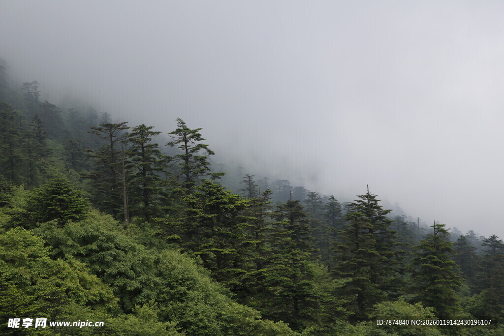 云雾缭绕的山林美景