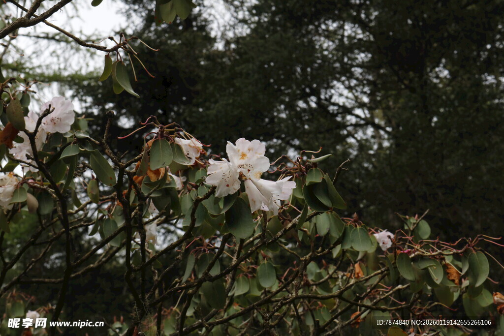 枝头绽放的洁白杜鹃花