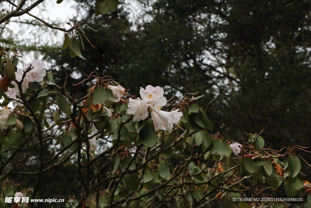 枝头绽放的美丽白杜鹃花