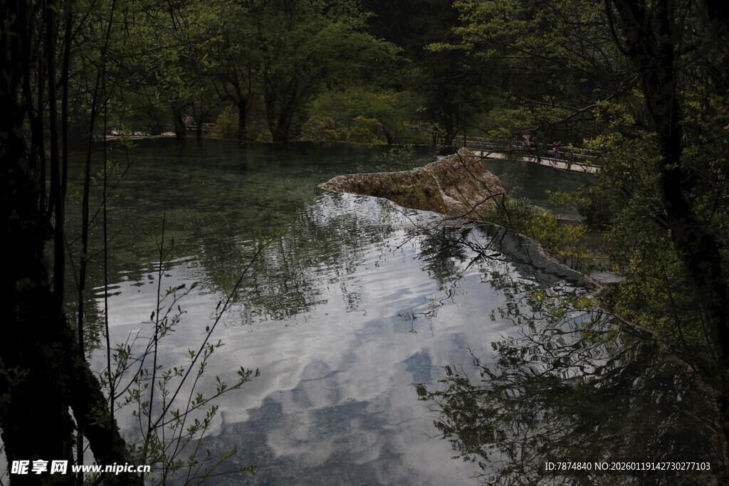 林间静谧溪流映树影