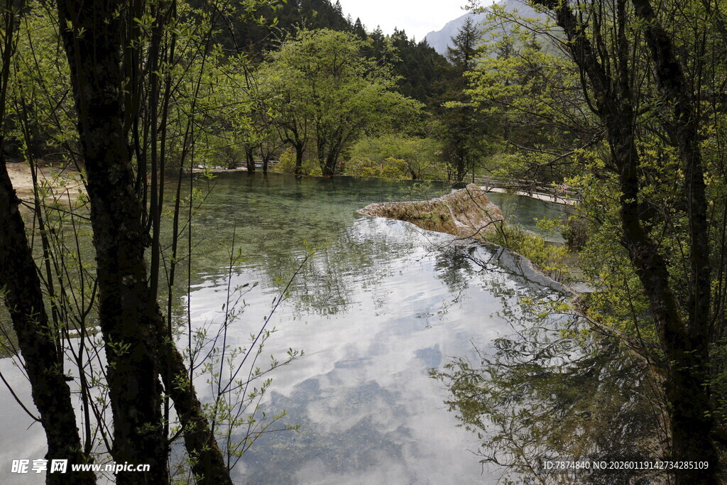 林间静谧溪流景观