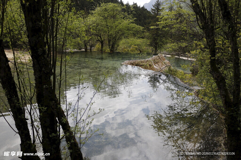 林间静谧溪流风景