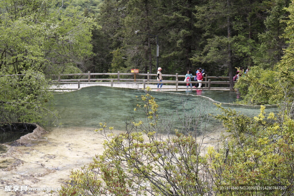 森林中的清澈浅溪景观