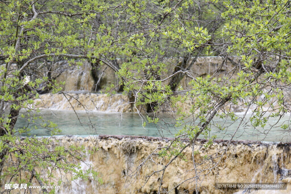 山间溪流旁的葱郁树木