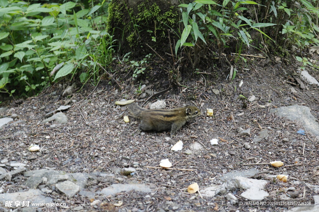地面上的一只青蛙
