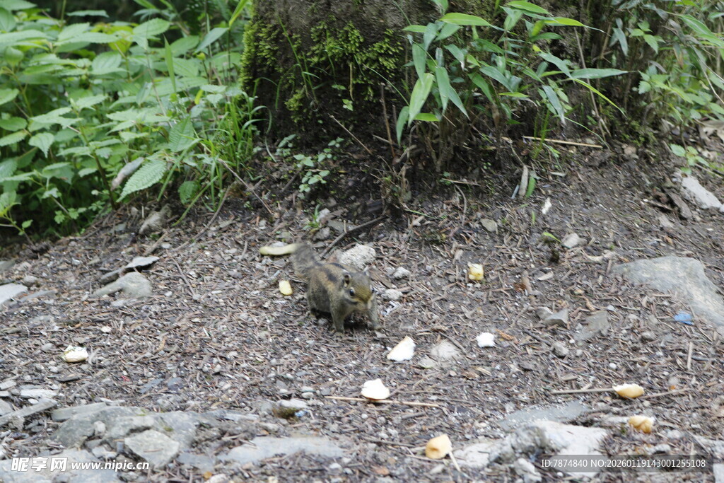 地面草丛边的小石子