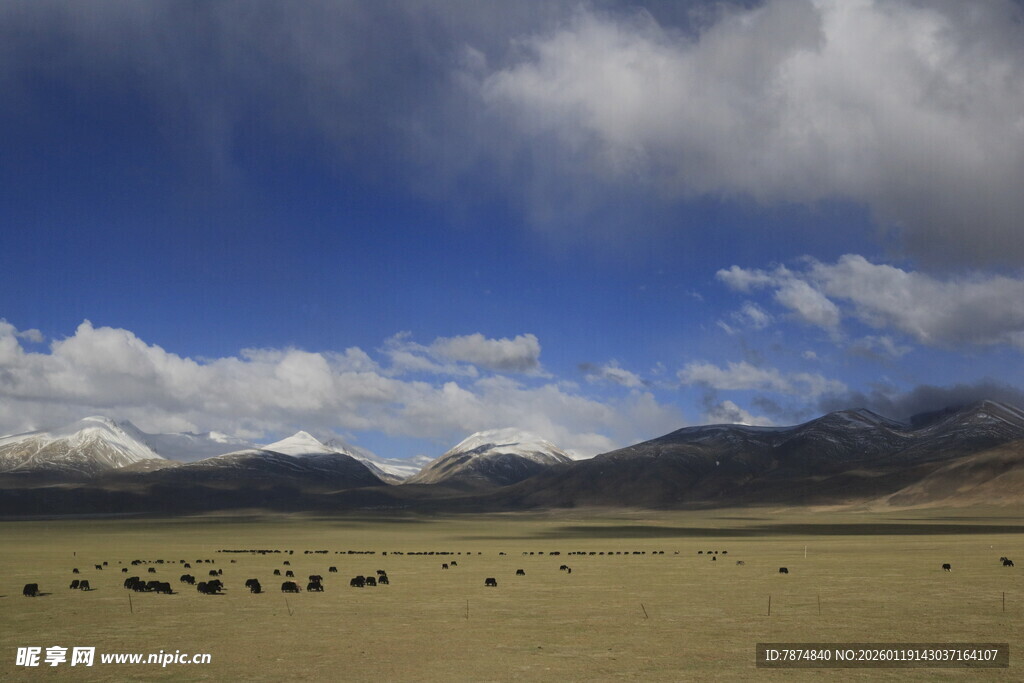 草原牧场景色如画