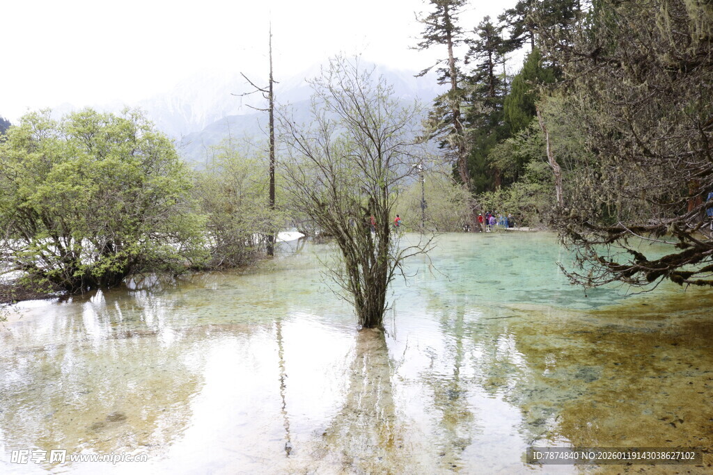 山间清澈水域中的枯树