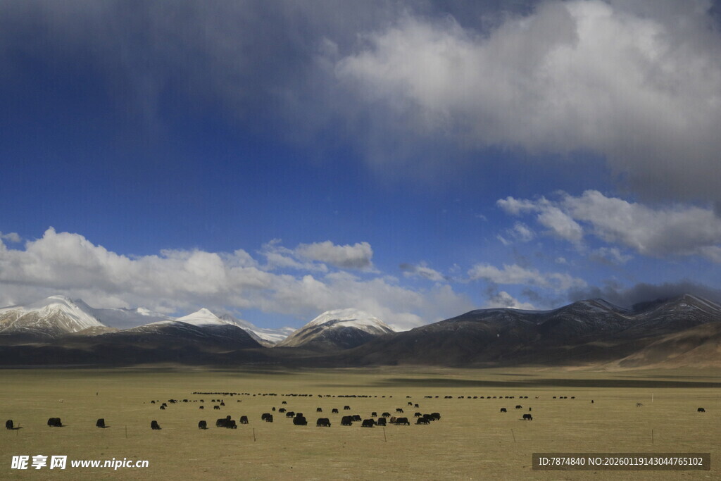 草原上的牛马与蓝天白云