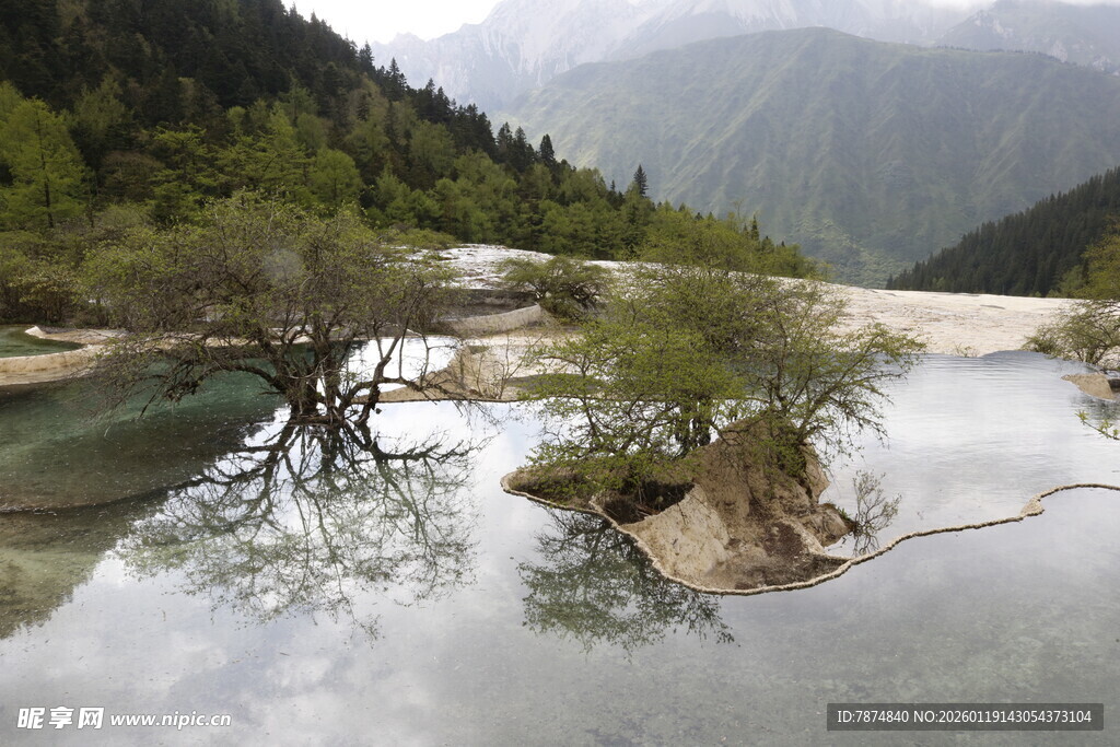 山间溪流旁的独特树木景观