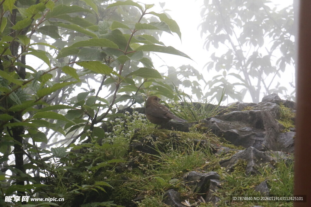 窗外绿意盎然的自然景致