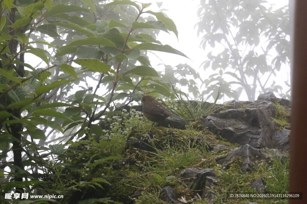 透过枝叶望朦胧山景